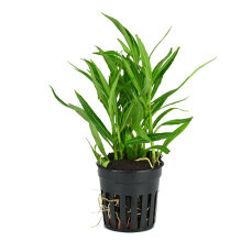Hygrophila ringens ´Angustifolia´ -...
