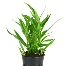 Hygrophila ringens ´Angustifolia´ -...