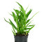 Hygrophila ringens ´Angustifolia´ - Weidenblättrige Wasserfreund
