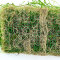 Lilaeopsis brasiliensis - Neuseelandgras auf Gitter 16 x 11 cm