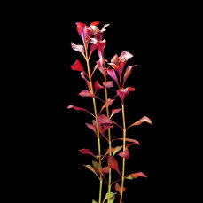 Ludwigia "mini super red" - Rote Ludwigie InVitro