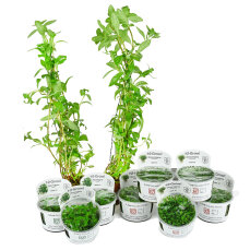 1-2-Grow Set von Tropica für 30 Liter Nano-Aquarium...