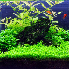 1-2-Grow Set von Tropica für 30 Liter Nano-Aquarium Layout 09