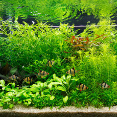 Set für ein Hollandaquarium mit Wasserpflanzen von...