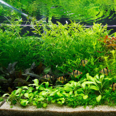 Set für ein Hollandaquarium mit Wasserpflanzen von Tropica