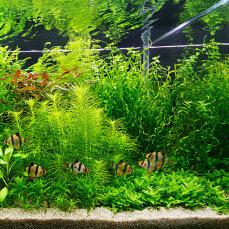 Set für ein Hollandaquarium mit Wasserpflanzen von Tropica