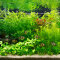 Set für ein Hollandaquarium mit Wasserpflanzen von Tropica