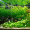 Set für ein Hollandaquarium mit Wasserpflanzen von Tropica