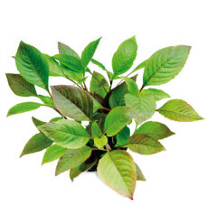 Riesen-Wasserfreund - Hygrophila corymbosa getopft