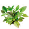 Riesen-Wasserfreund - Hygrophila corymbosa getopft