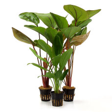 Aquarien Pflanzenset 3 Wasserpflanzen (Echinodorus)...