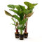 Aquarien Pflanzenset 3 Wasserpflanzen (Echinodorus) für größere Aquarien