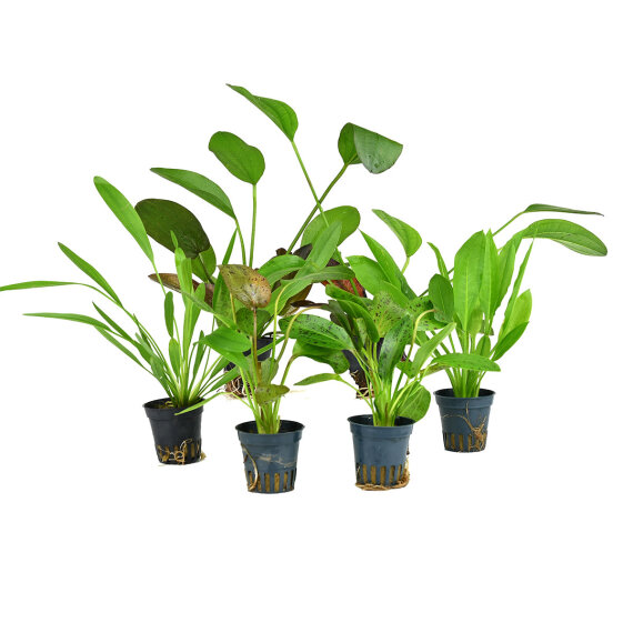 6 große Wasserpflanzen (Echinodorus) für größere Aquarien