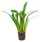 Breitblättriges Pfeilkraut - Sagittaria platyphylla