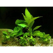 großes Anubiasset aus 6 getopften Anubias,...