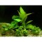 großes Anubiasset aus 6 getopften Anubias, Aufsitzerpflanzenset