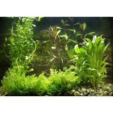 Aquarienpflanzen Starterset für ein 60cm Becken 5...