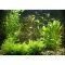 Aquarienpflanzen Starterset für ein 60cm Becken 5 Töpfe