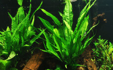 Tropica Microsorum pteropus, beliebte Aquariumpflanze