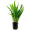 Tropica Microsorum pteropus, beliebte Aquariumpflanze