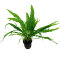 Tropica Microsorum pteropus, beliebte Aquariumpflanze