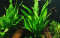 Tropica Microsorum pteropus, beliebte Aquariumpflanze