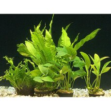 Pflanzenset für Cichlidenaquarien 5 barschfeste...