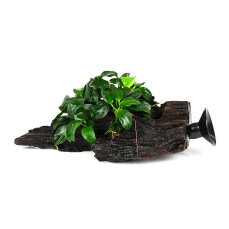 Kleinstes Zwergspeerblatt - Anubias barteri var. nana...