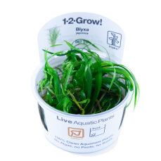 Japanisches Fadenkraut - Blyxa japonica InVitro Pflanze