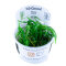 Japanisches Fadenkraut - Blyxa japonica InVitro Pflanze