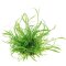 Brasilianische Graspflanze - Lilaeopsis brasiliensis getopft