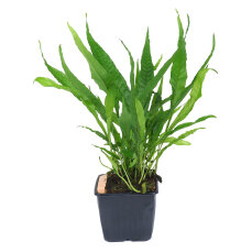 Tropica Wasserfarn - Microsorum pteropus XL-Pflanze