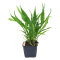 Tropica Wasserfarn - Microsorum pteropus XL-Pflanze