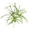 Wasserpalme, Zyperngras - Cyperus alternifolius