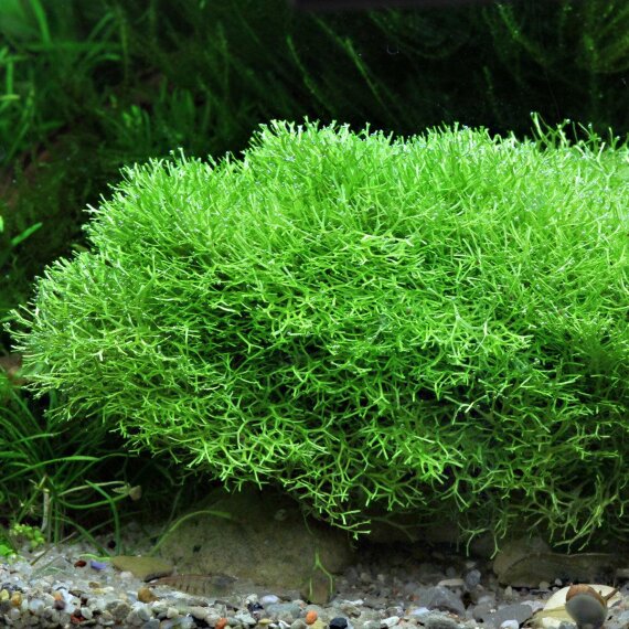 Teichlebermoos - Riccia fluitans  algen- und schneckenfreie Laborpflanze
