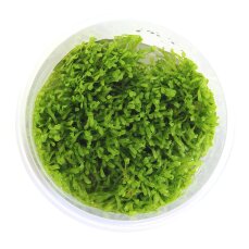 Teichlebermoos - Riccia fluitans  algen- und schneckenfreie Laborpflanze
