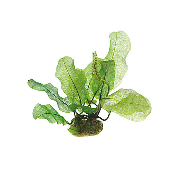 Madagaskar-Gitterblattpflanze - Aponogeton madagascariensis Knolle