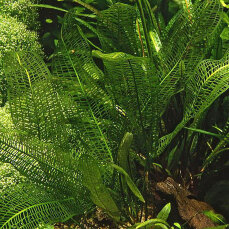 Madagaskar-Gitterblattpflanze - Aponogeton madagascariensis Knolle