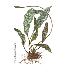 Madagaskar-Gitterblattpflanze - Aponogeton madagascariensis Knolle