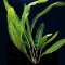 Madagaskar-Gitterblattpflanze - Aponogeton madagascariensis Knolle