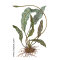 Madagaskar-Gitterblattpflanze - Aponogeton madagascariensis Knolle