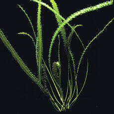 Dunkelgrüne Wasserähre - Aponogeton longiplumulosus Knolle