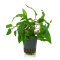 Grüner Wasserkelch Cryptocoryne wendtii Grün getopft