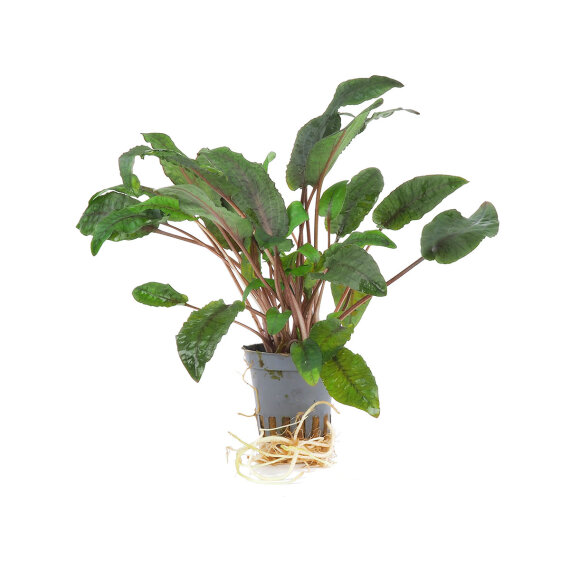 Brauner Wasserkelch - Cryptocoryne wendtii Braun getopft