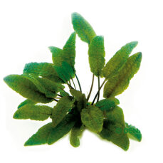 Brauner Wasserkelch - Cryptocoryne wendtii Braun getopft
