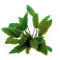 Brauner Wasserkelch - Cryptocoryne wendtii Braun getopft