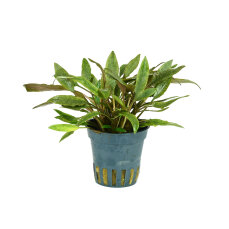 Becketts Wasserkelch - Cryptocoryne beckettii getopft