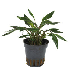 Becketts Wasserkelch - Cryptocoryne beckettii getopft