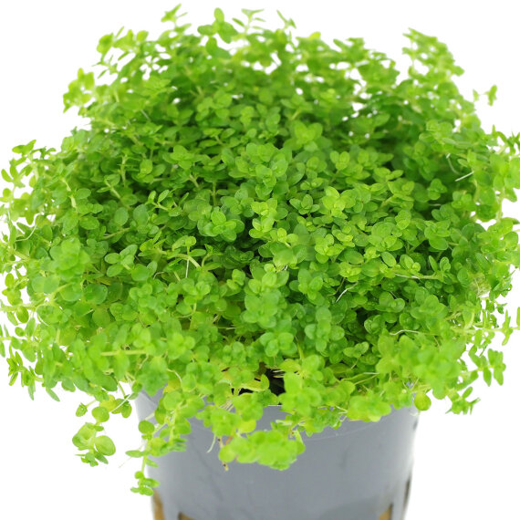 Kubanisches Perlenkraut - Hemianthus callitrichoides Dennerle