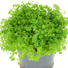 Kubanisches Perlenkraut - Hemianthus callitrichoides...